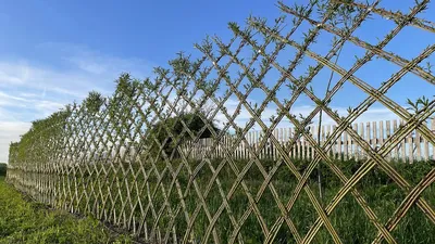 Питомник Савватеевых 🌿 on Instagram: \"ИЗГОРОДЬ ИЗ ИВЫ? ЭТО РЕАЛЬНО! Живая  изгородь - мечта многих садоводов, и тут нет ничего удивительного. Но что,  если выбрать для этой идеи иву? Скажете: нереально? Тогда