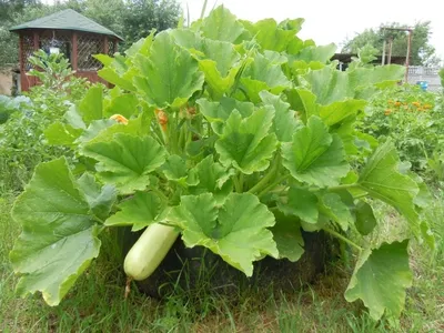Полное руководство по выращиванию кабачков в вашем саду: От посадки до  сбора урожая | Деревенский админ | Дзен