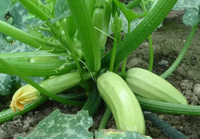 Обалденный способ выращивания кабачков | во саду ли в огороде | Дзен