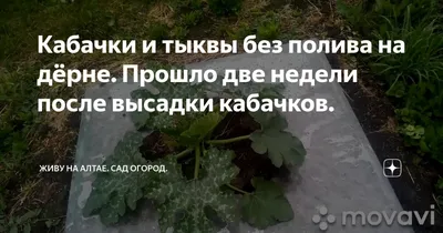 Пюре овощное Сады Придонья Кабачок с 4 месяцев 120 г, 1 шт. – купить в  Москве, цены в интернет-магазинах на Мегамаркет