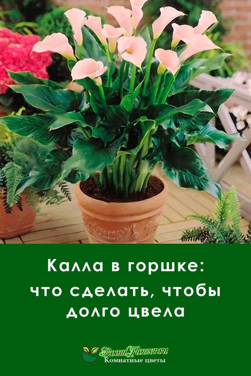 Чем подкормить домашнюю каллу. Калла Ремани Пинк. Зантедеския Ароидные. Калла комнатная. Коала цветок комнатный.