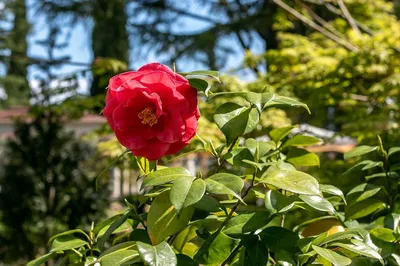 Галисия - зелёная Испания: Самый красивый цветок Галисии - Камелия