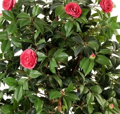 Камелия/Куст камелии/Японская роза Райский сад 165143262 купить в  интернет-магазине Wildberries