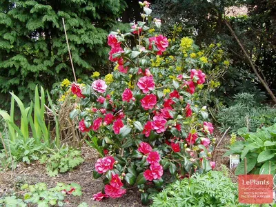 Камелии : Camellia japonica Debbie-Камелия японская Debbie