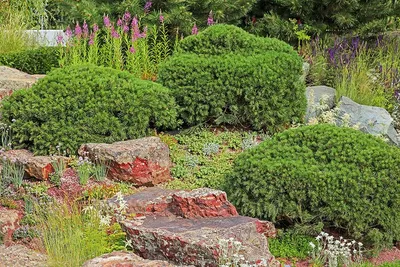 Каменистый сад: виды, форма, растения | Идеи для уютного сада | Дзен