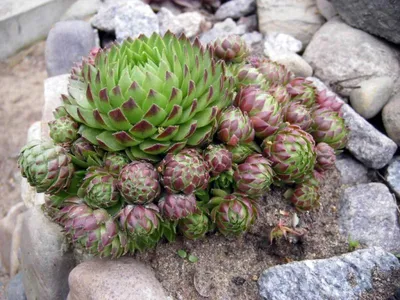 Розовая Каменная Роза В Саду Cistus Purpureus — стоковые фотографии и  другие картинки Ладанниковые - Ладанниковые, Розовый, Крупный план - iStock