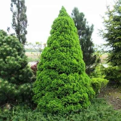 Канадская ель Коника. Продажа Picea glauca Conica в Петербурге