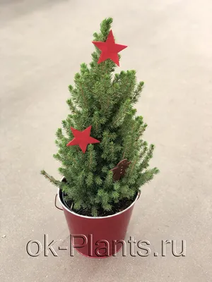 Канадская ель Коника. Продажа Picea glauca Conica в Петербурге