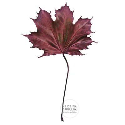 Канадский клен листья падения предпосылки осени искусства цифровые Стоковое  Фото - изображение насчитывающей цвет, падение: 127981268