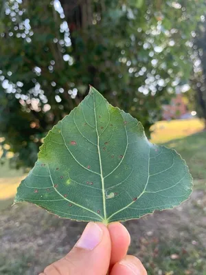 Тополь бальзамический \"Populus balsamifera\" купить по цене 4500 рублей от  питомника саженцев и растений Центросад | Фото и консультация по уходу