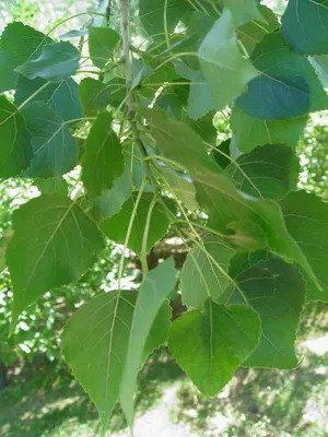 Populus x canadensis Moench, Тополь канадский (Полезные растения) -  Pl@ntNet identify