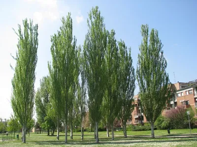 Тополь канадский, populus × canadensis