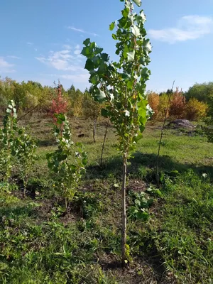 Тополь - ботанический памятник