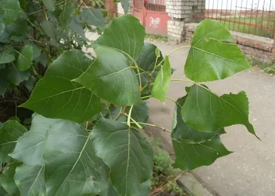 Populus canadensis - PictureThis