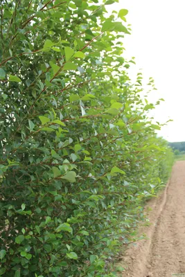 Тополь канадский гибридный. (Populus deltoides x Populus nigra) | Черенок  этого тополя был посажен в конце марта 2011 года. Тополь Канадский  гибридный (Populus deltoides x Populus nigra). При посадке по схеме 1м