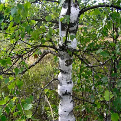 Карельская береза: фото, текстура, где растет и как выглядит дерево — как  отличить от обычной березы, срез древесины