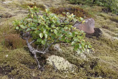 карликовая береза. тундровые растения Стоковое Фото - изображение  насчитывающей взгляд, тундра: 225491238