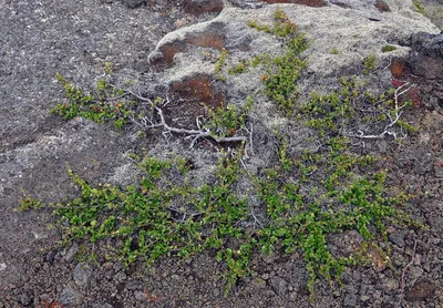 Фотокаталог растений: Берёза карликовая (Betula nana)