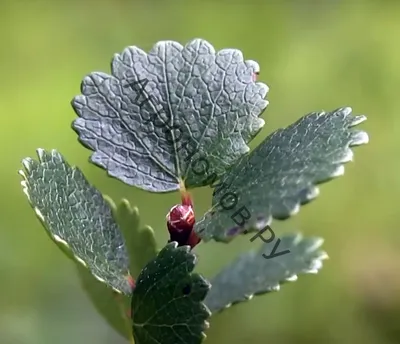 Береза карликовая (betula nana) 🌿 карликовая береза обзор: как сажать,  саженцы березы - YouTube