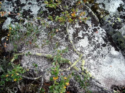 Карликовая береза осенью - 63 фото