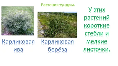 PPT - Растительный мир Тундры PowerPoint Presentation - ID:3247857