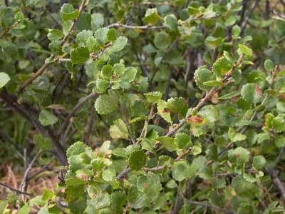 Карликовая береза (Betula Nana L ) растет в тундре Kola Penins Стоковое  Фото - изображение насчитывающей кольского, буш: 62892952