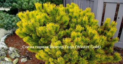 Сосна карликовая Муга Мопс Pinus mugo Mops | Строим Сад