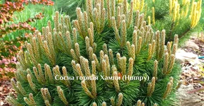 Сосна горная `Мини мини`, Pinus mugo `Mini Mini` | СадПарад