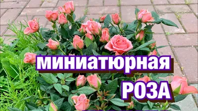 Миниатюрные розы: посадка и уход в открытом грунте, сорта, фото