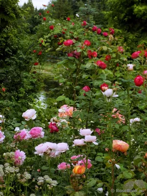 Дивный сад - 🌷С какими растениями сочетаются розы🌷 Правильное соседство  розы с другими растениями не только может украсить и разнообразить данный  цветок, но и защитят её от болезней и вредителей. При оформлении
