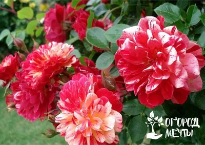 Карликовые и почвопокровные розы, как посадить и ухаживать | РозоЦвет