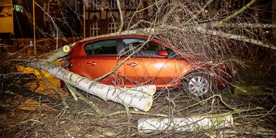 Что делать, если на машину упало дерево :: Autonews