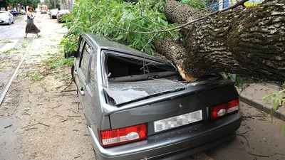 Как отсудить деньги за упавшее на машину дерево — Kolesa.kz || Почитать