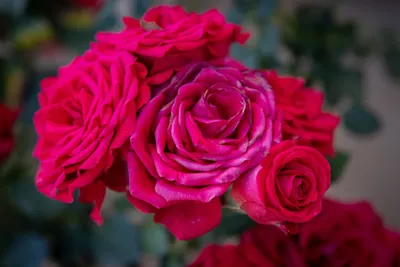 Бесплатные стоковые фото на тему hd обои, завод, красные розы, лепестки,  обои, обои 4k, обои роз, роза, розы, розы фон, сад, флора, цвести,  цветение, цветок, цветы