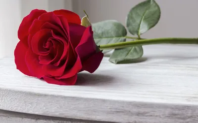 Скачать обои розы, роза, бутон, романтик, краcный разрешение 1440x900  #239957