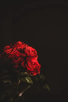 Скачать 800x1200 розы, букет, цветы, темный, красный обои, картинки iphone  4s/4 for parallax