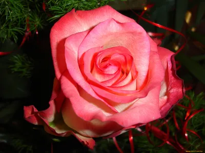 Обои Роза Цветы Розы, обои для рабочего стола, фотографии роза, цветы, розы  Обои для рабочего стола, скачать обои картинки заставки на рабочий стол.