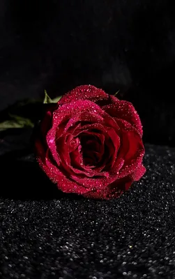 Роза Цветок Красный - Бесплатное фото на Pixabay - Pixabay