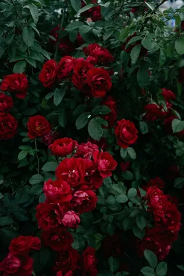 Скачать 800x1200 розы, куст, сад, садовый, бутон, красный, цветение, листья  обои, картинки iphone 4s/4 for parallax