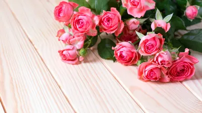 красная роза день обои красивые обои роза зимний аромат черный фон красный  цвет. Стоковое Фото - изображение насчитывающей благоухание, посмотрите:  228492216