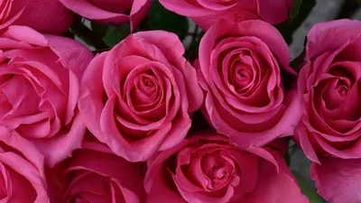 Обои Цветы Розы, обои для рабочего стола, фотографии цветы, розы, розовые,  бутоны Обои для рабочего стола, скачать обои картинки заставки на рабочий  стол.