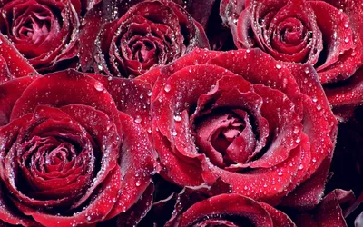 Скачать обои розы, букет, розовые, roses, bouquet разрешение 1920x1080  #257747