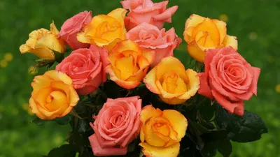 Розовые розы - Цветы - Обои для рабочего стола №1530