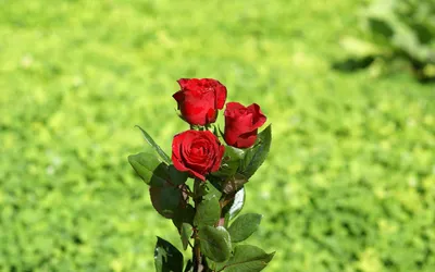 Обои Цветы Розы, обои для рабочего стола, фотографии цветы, розы, роза,  бутон, макро Обои для рабочего стола, скачать обо… | Розы, Фотография  цветов, Красивые розы