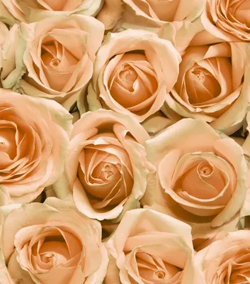 Обои розы, лепестки, цветы, нежность, розовый картинки на рабочий стол,  фото скачать бесплатно