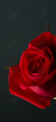 Обои на рабочий стол Розы и мелкие цветы на столе, обои для рабочего стола,  скачать обои, обои бесплатно