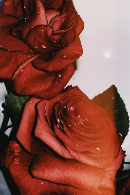 3d обои, розы цветут на предпосылке текстурированной бетонной стеной  Стоковое Фото - изображение насчитывающей своеобычность, гранж: 142088804