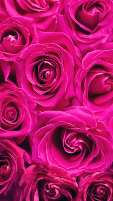 Скачать 2160x3840 розы, розовый, цветы, букет, лепестки обои, картинки  samsung galaxy s4, s5, note, sony xperia z, z1, z2, z3, htc one, lenovo vibe