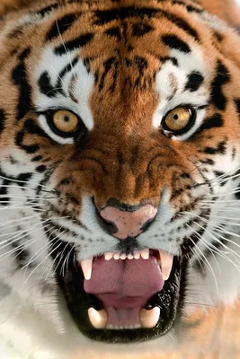 Скачать обои тигр, животные, tiger, animals разрешение 640x960 #275444