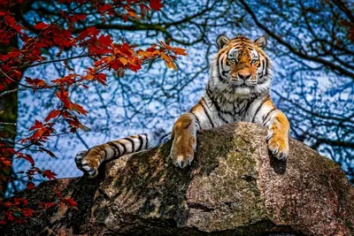 Скачать обои тигр, морда, хищник, большая кошка, tiger разрешение 640x960  #253060